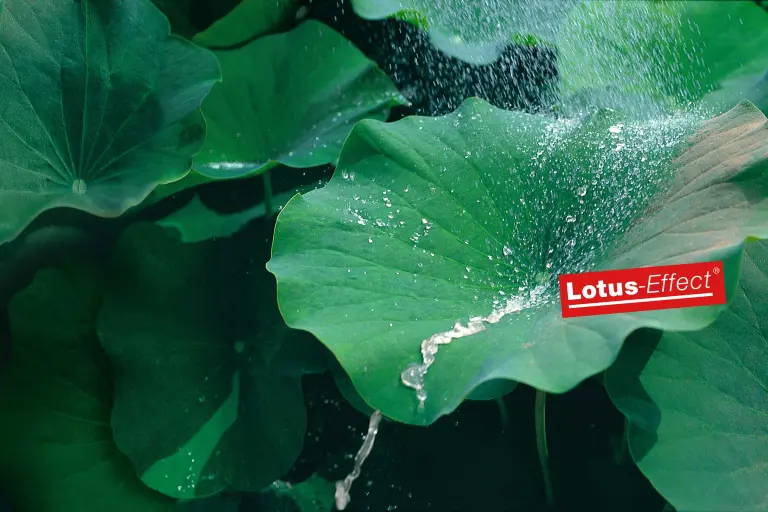 Ein Lotusblatt zeigt die Funktionsweise der bionischen Fassadenfarbe Lotusan