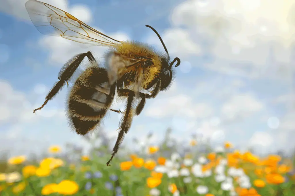 Biene über einer Blumenwiese, ökologisch dämmen mit StoTherm Cell mit Mineraldämmplatten