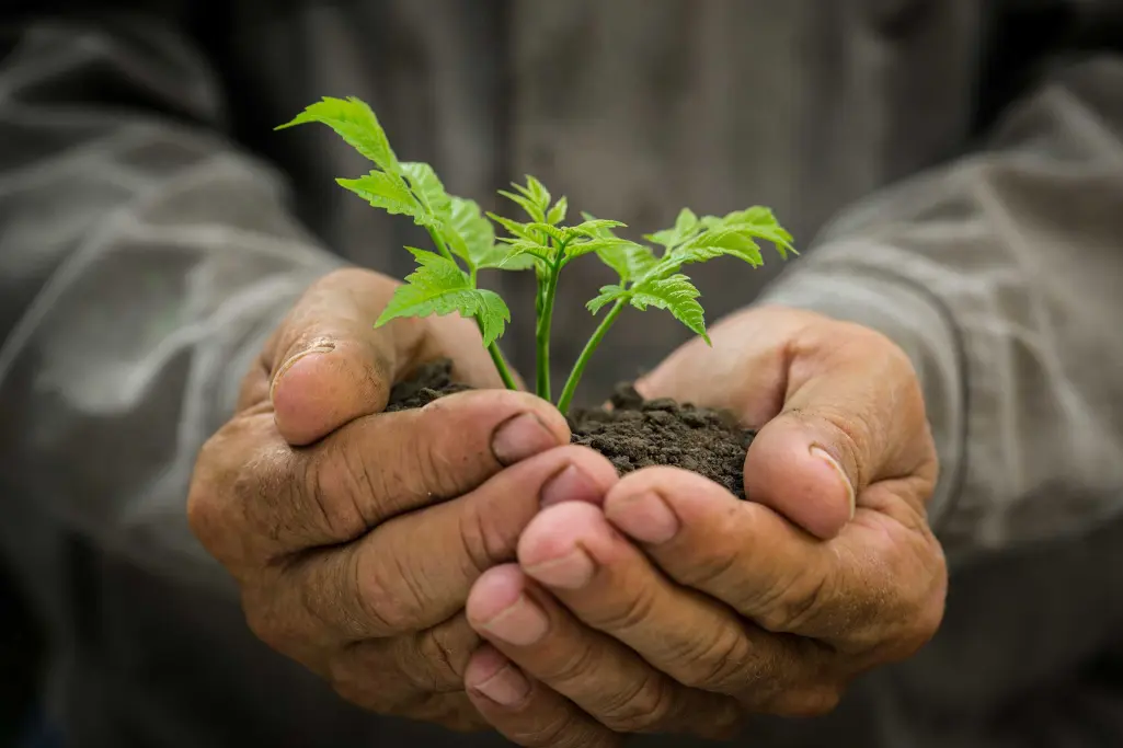 Junger Baum, Setzling in Händen, Pflanze, Nachhaltigkeit, Biodiversität