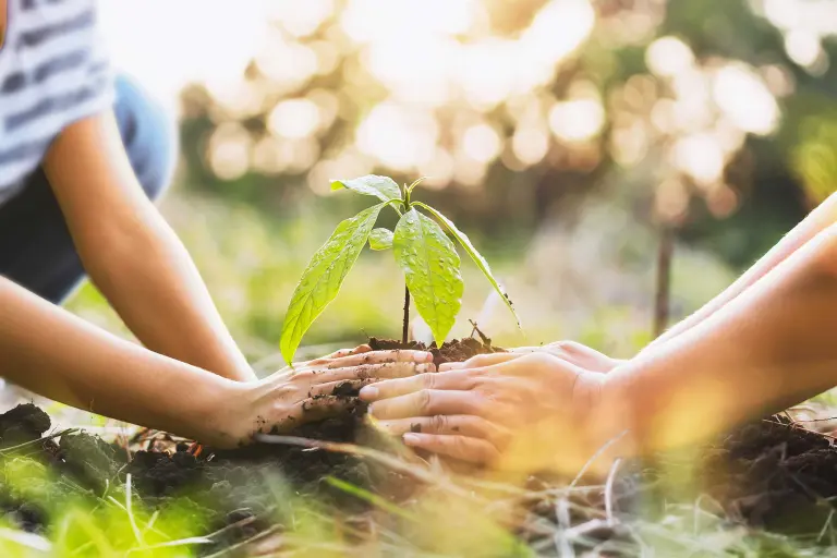 4 Hände setzen eine Pflanze, Setzling, Umweltschutz, sich kümmern, Nachhaltigkeit bei Sto