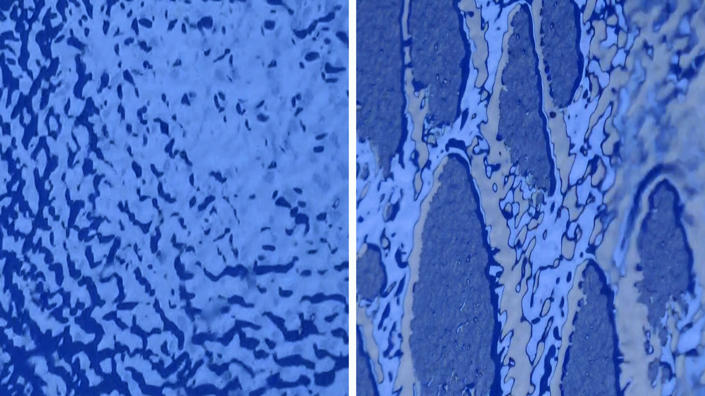  Vergleich  Bionische Farbe