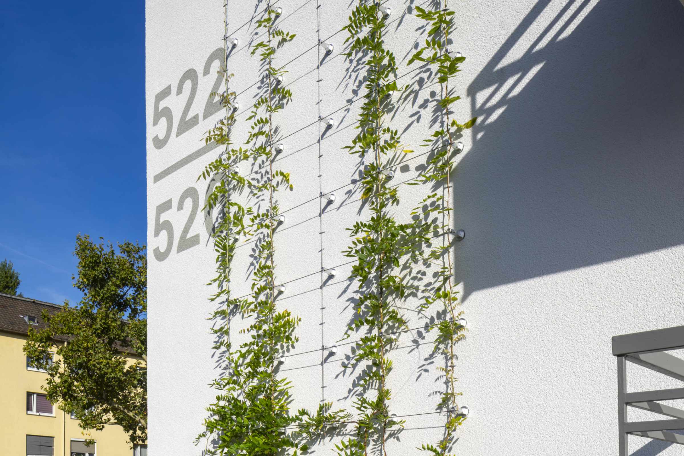 Hausfassade mit anfänglicher Begrünung am Ranksystem. Weiße wand, grüne Kletterpflanzen.