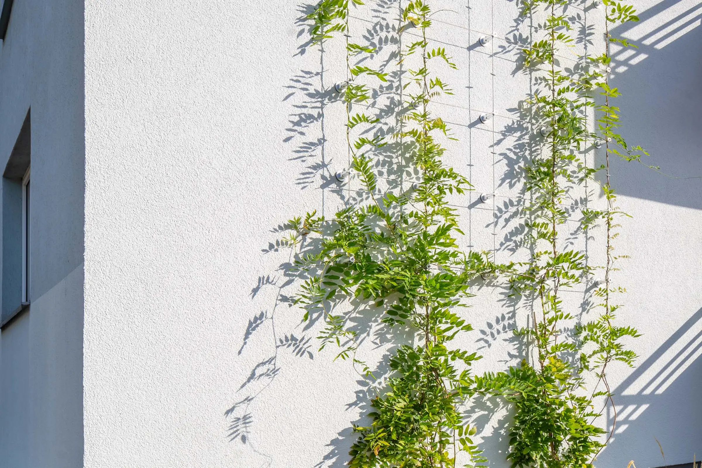 Aufnahme eines Mehrfamilienhauses, Fassadenbegrünungssystem für WDVS - StoFix Iso-Bar ECO