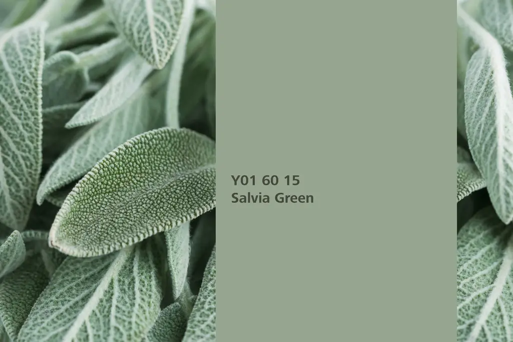 Farbton Salvia Green, Färberpflanze Salbei, Naturfarbton Interior Colors 24+