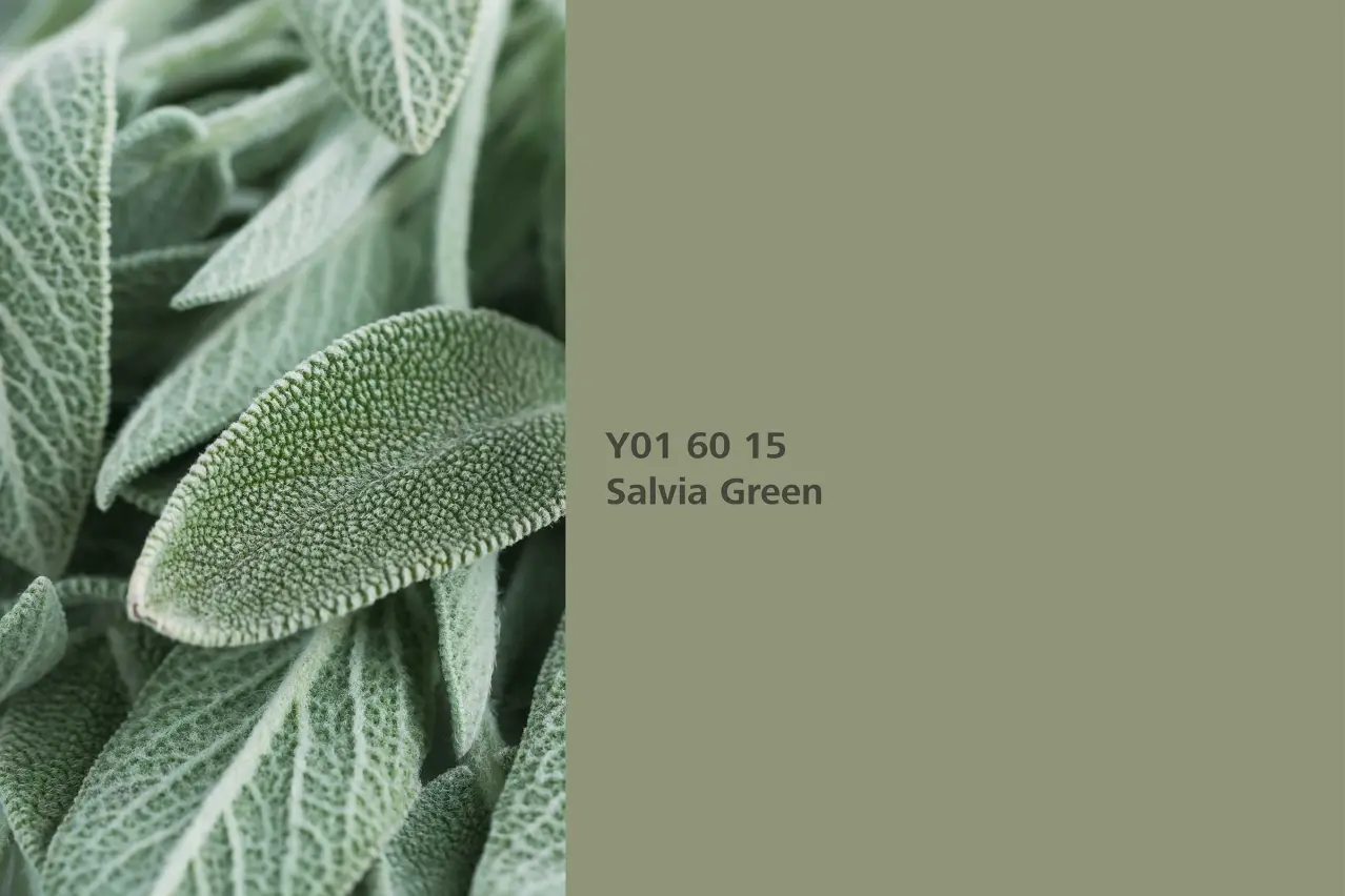 Salbeigrün Wandfarbe, Farbton Salvia Green, echter Salbei, Naturfarbton der Interior Colors 24+