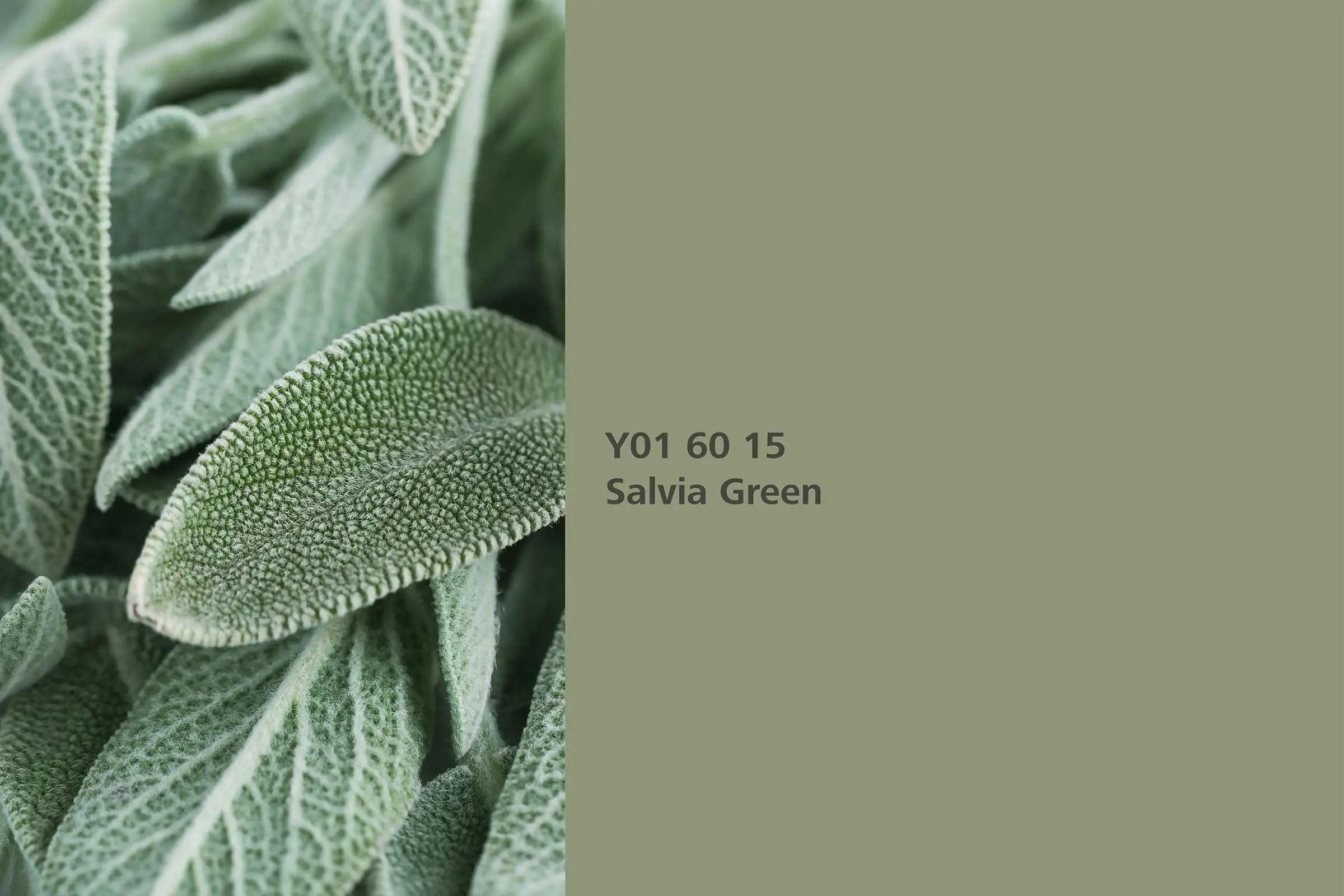 Salbeigrün Wandfarbe, Farbton Salvia Green, echter Salbei, Naturfarbton der Interior Colors 24+