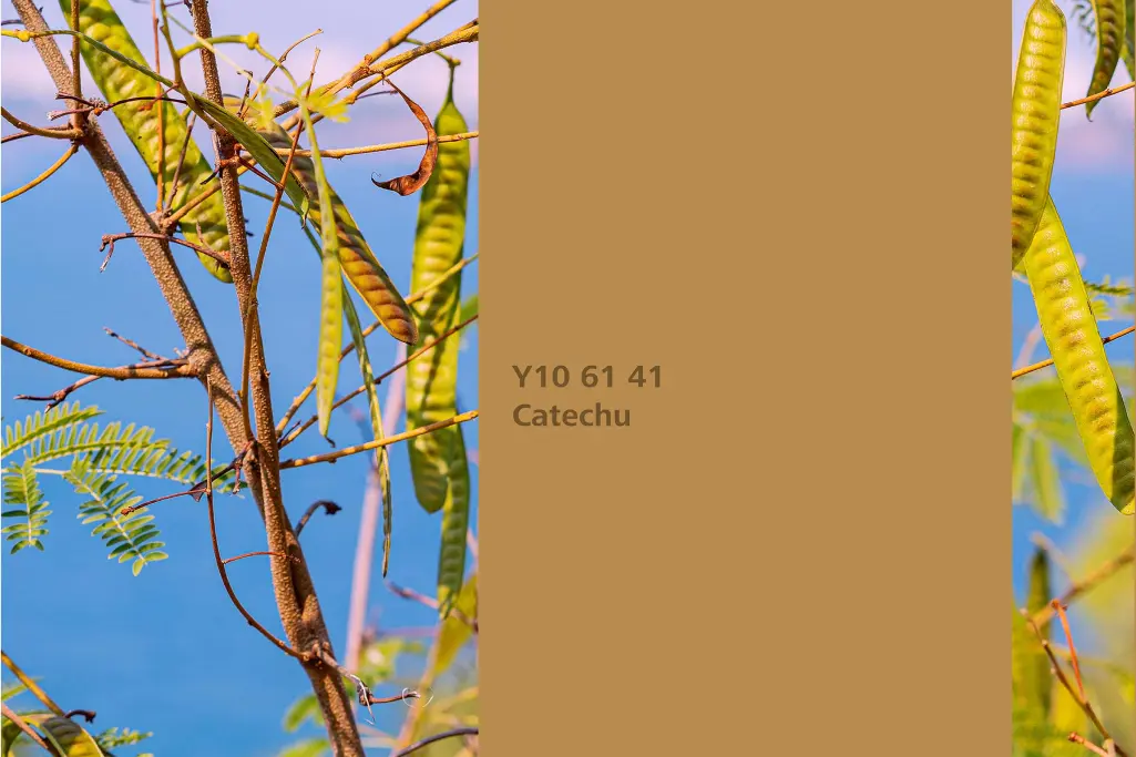 Farbton Catechu, Färberpflanze Gerber-Akazie (Senegalia catechu), Naturfarbton Interior Colors 24+