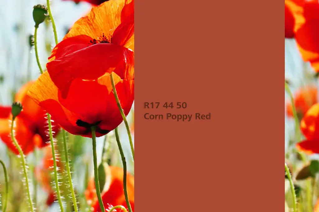 Farbton Corn Poppy Red, Färberpflanze / Assoziation Klatschmohn, Naturfarbton Interior Colors 24+