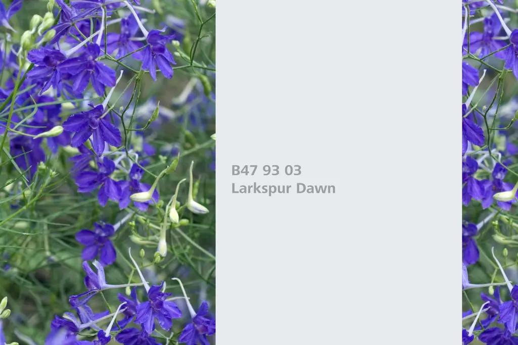 Farbton Larkspur Dawn, Färberpflanze Feldrittersporn (Consolida, Naturfarbton Interior Colors 24+