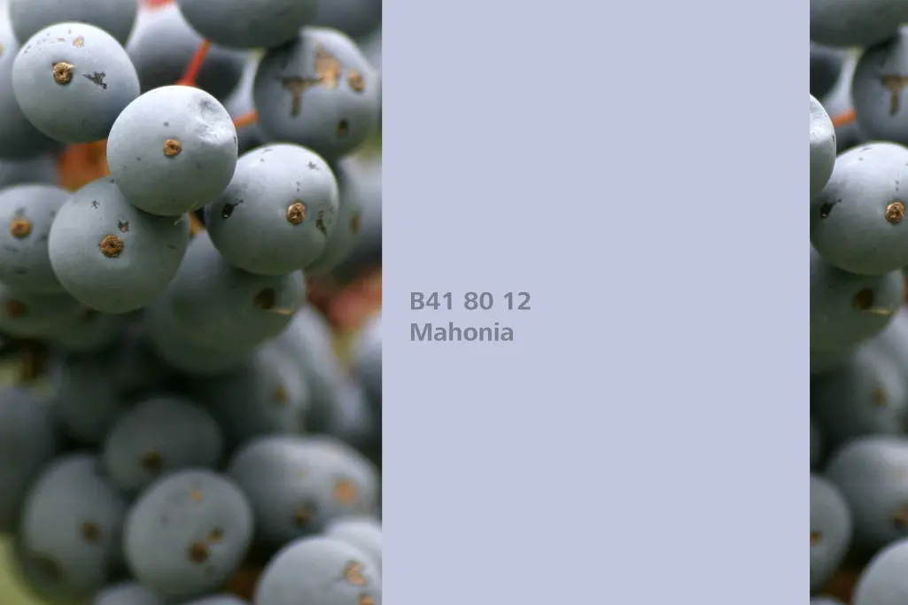 Farbton Mahonia, Färberpflanze Mahonie (Mahonia aquifolium), Naturfarbton Interior Colors 24+