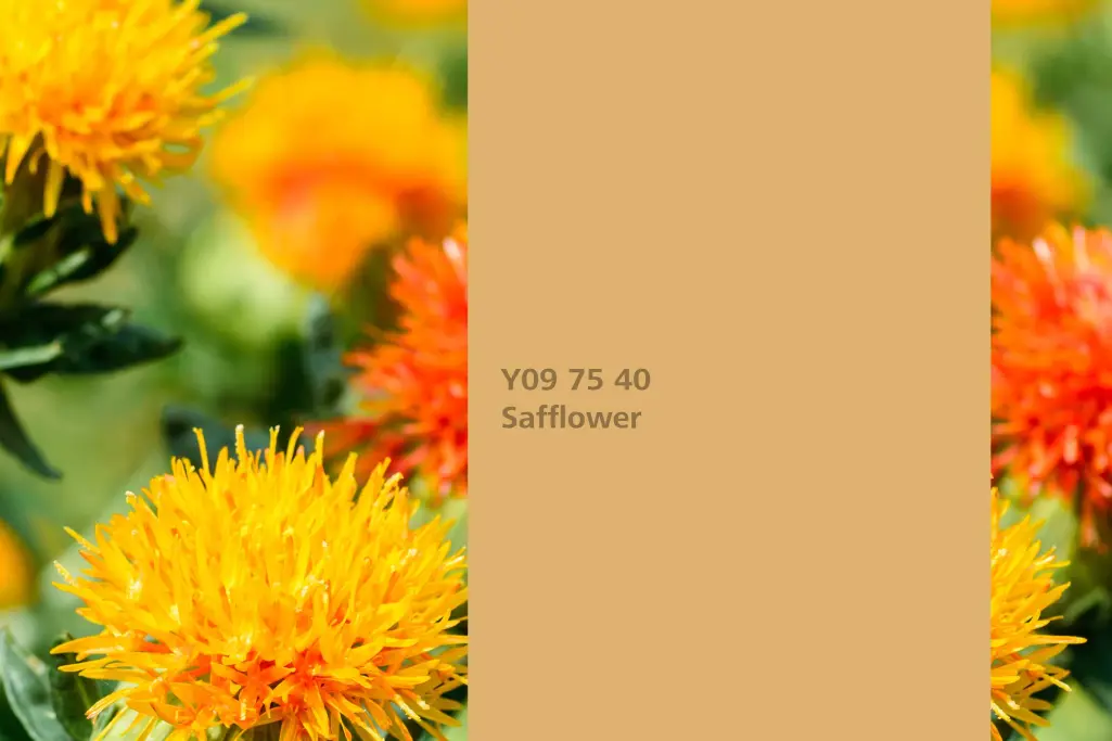 Farbton Safflower, Färberpflanze Färberdistel, Naturfarbton Interior Colors 24+