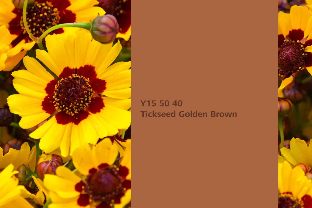 Tickseed Golden Brown, Färberpflanze Mädchenauge, Naturfarbton Interior Colors 24+